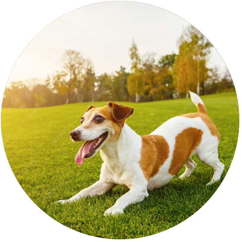 Healthy Choices for Every Dog