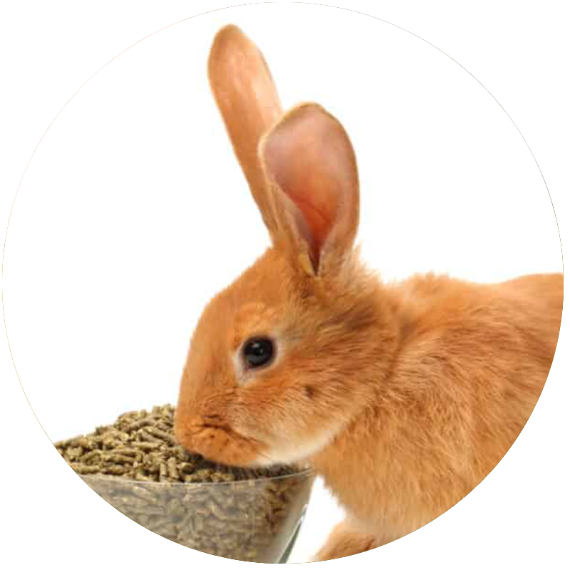 healthy rabbit food